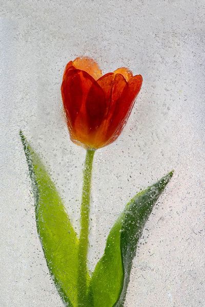 Jaynes Gallery 아티스트의 Tulip in ice작품입니다.